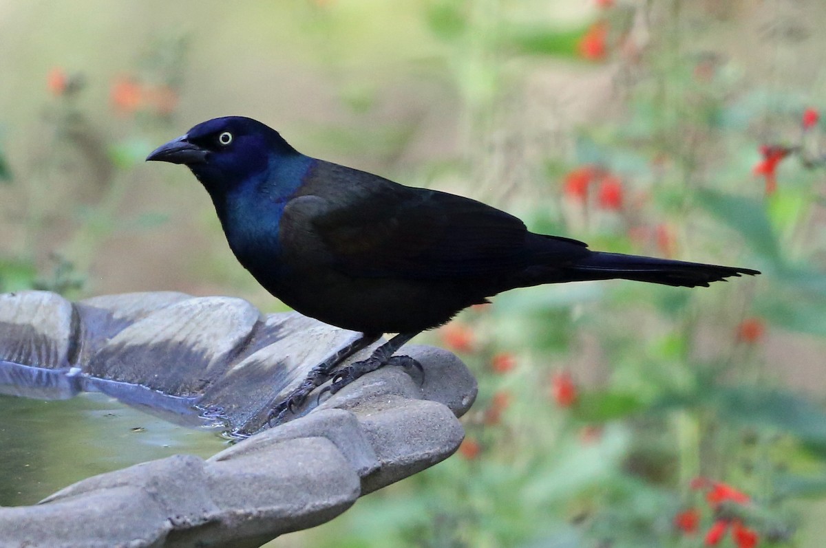 Common Grackle - Paul Ribitzki