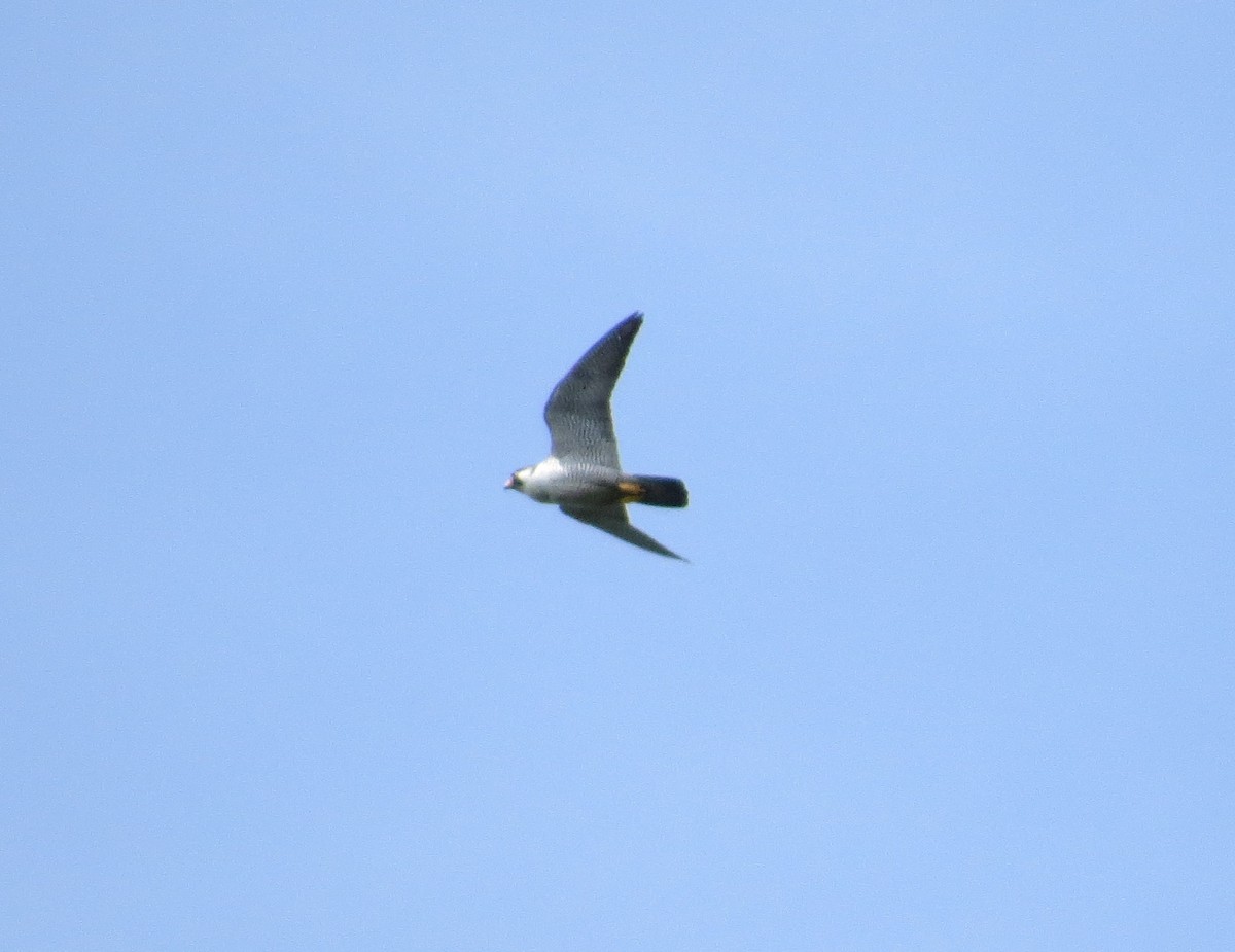 Peregrine Falcon - ML119108021