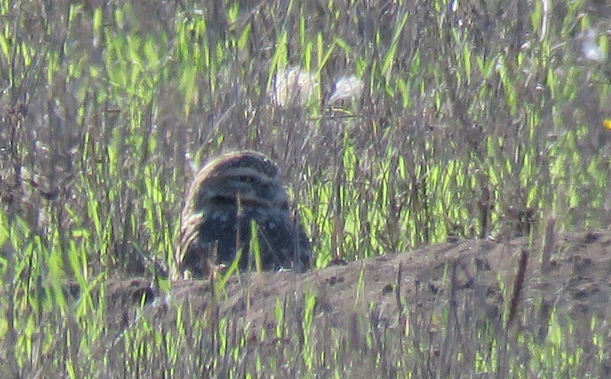 Burrowing Owl - ML119108471