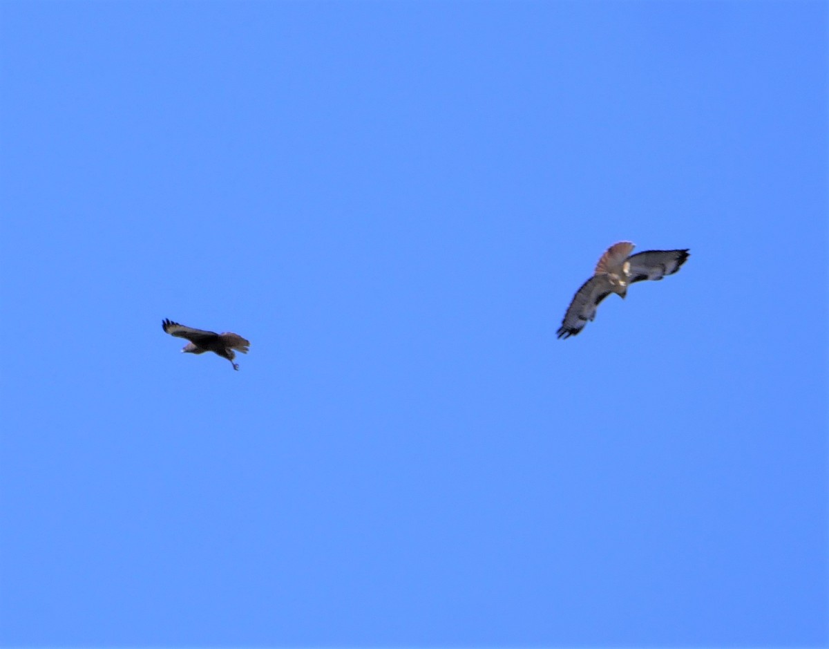 Red-tailed Hawk - ML119110011