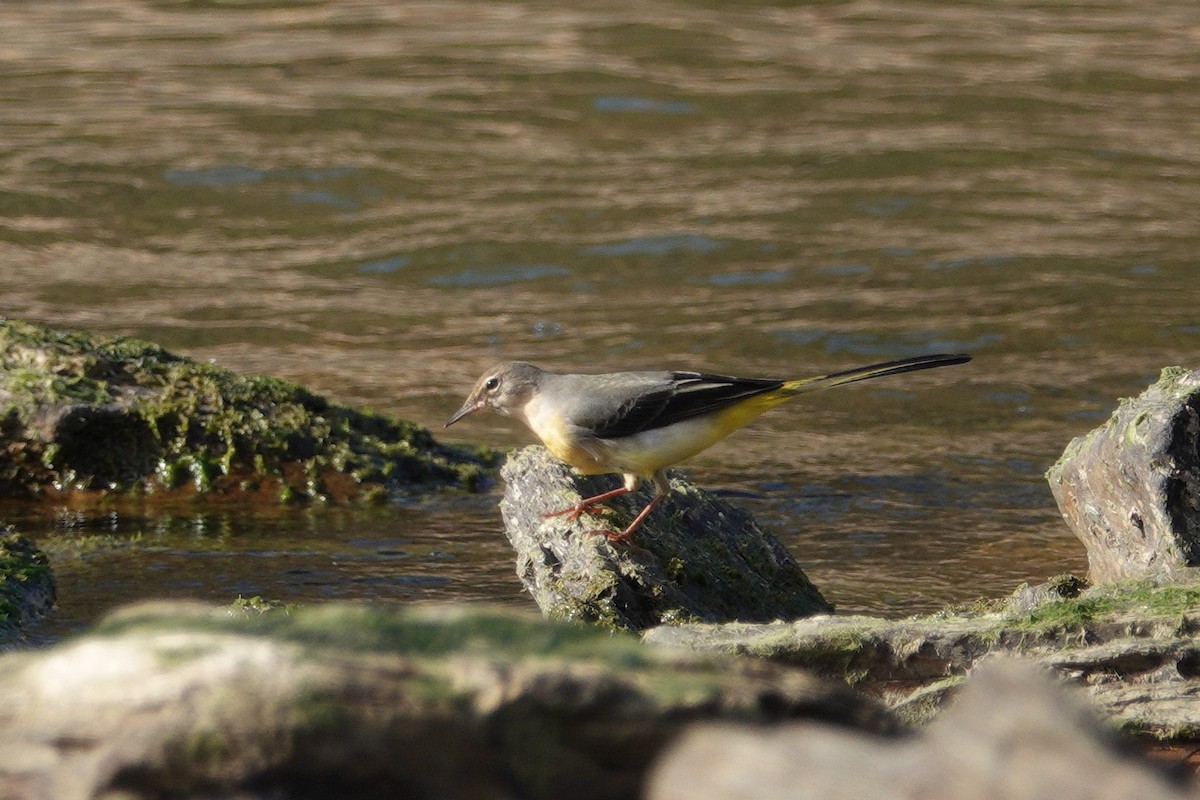 Gray Wagtail - ML119111381