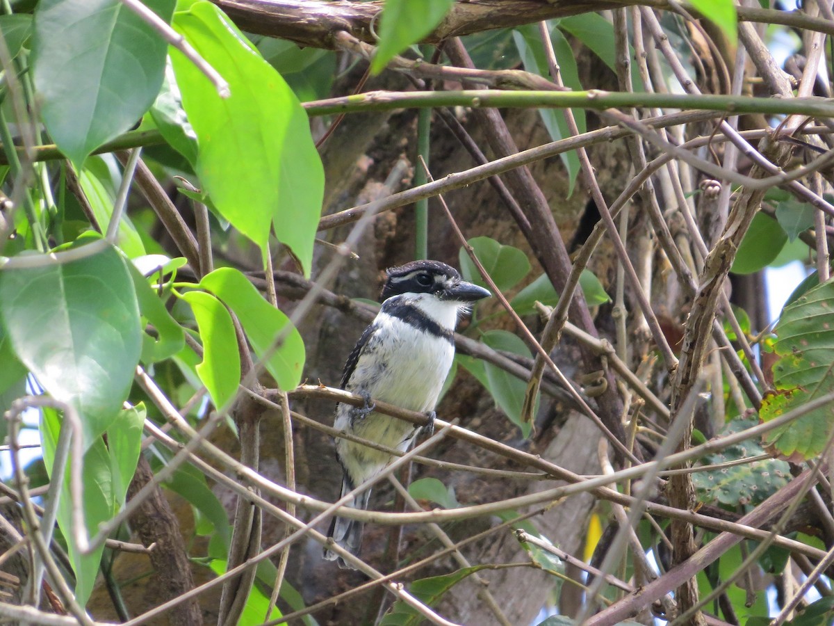 Pied Puffbird - ML119111431