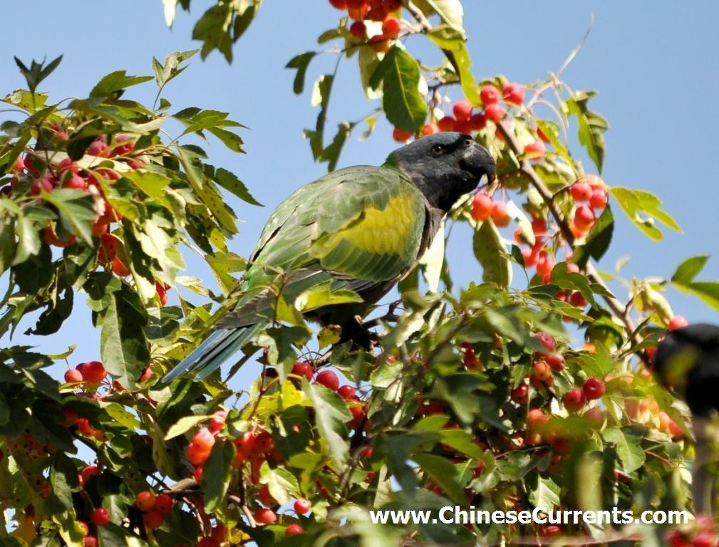 Derbyan Parakeet - Steve Bale