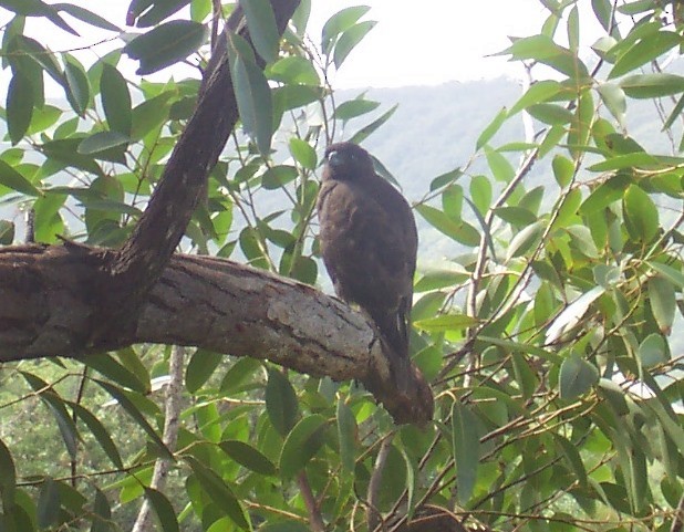 Hawaiian Hawk - ML119112371