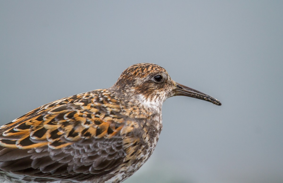 Rock Sandpiper (Aleutian) - ML119112891