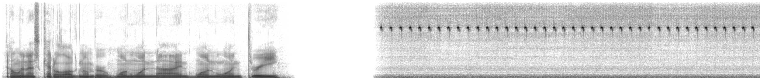 tinkling ground cricket - ML119113