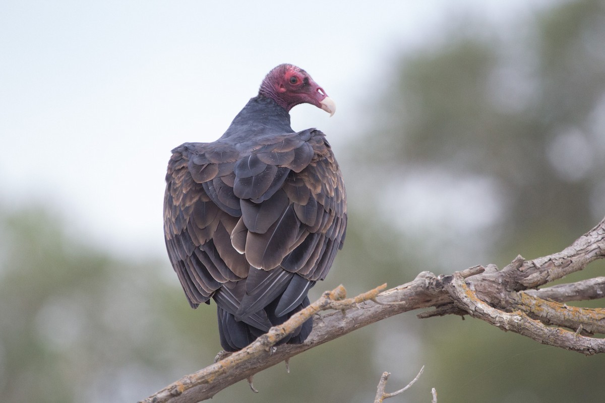 Turkey Vulture - Lindy Fung