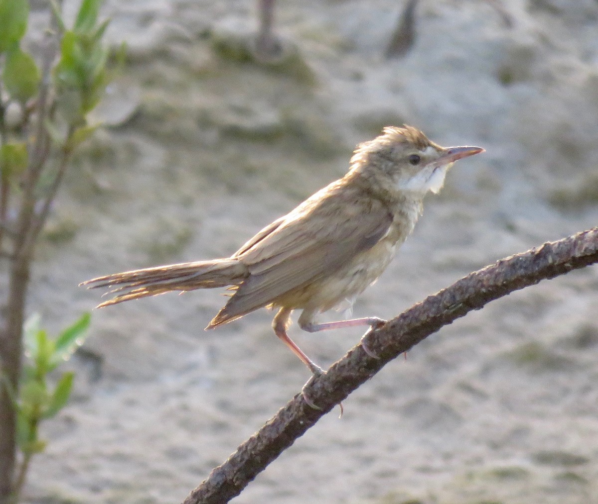 Great Reed Warbler - ML119113671