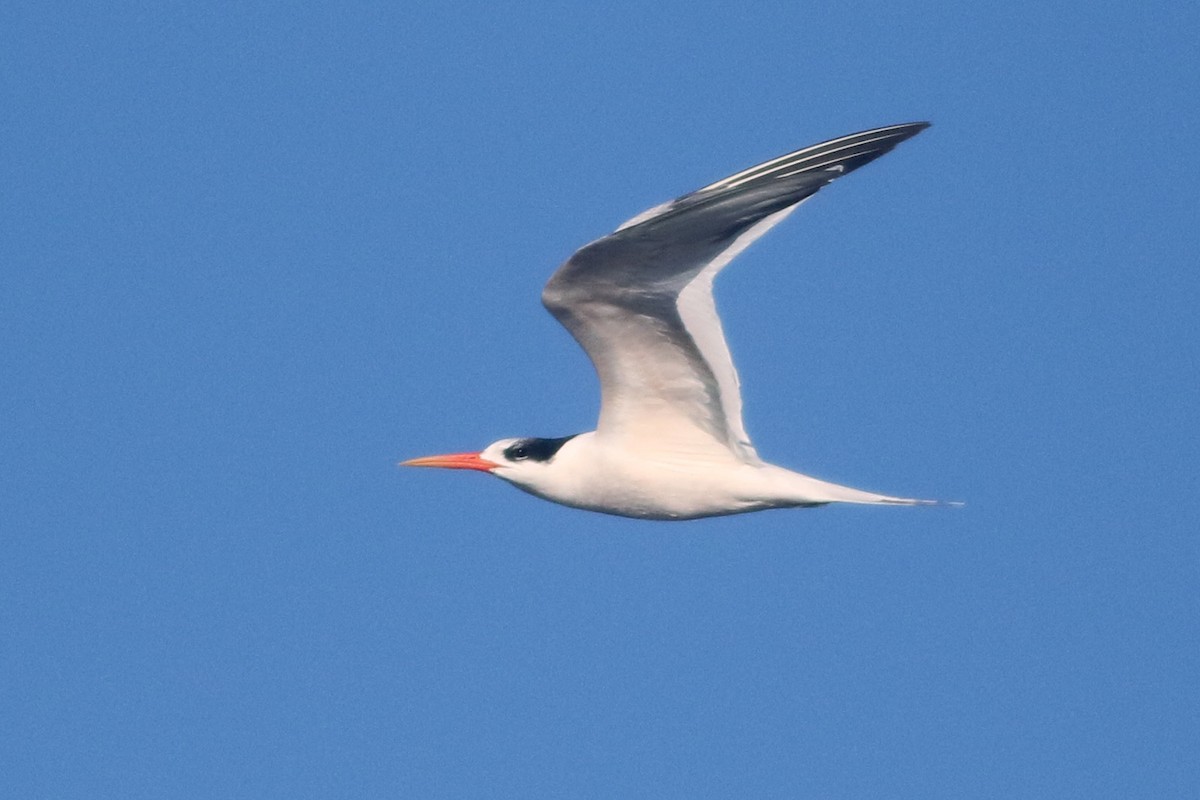 Elegant Tern - ML119114901