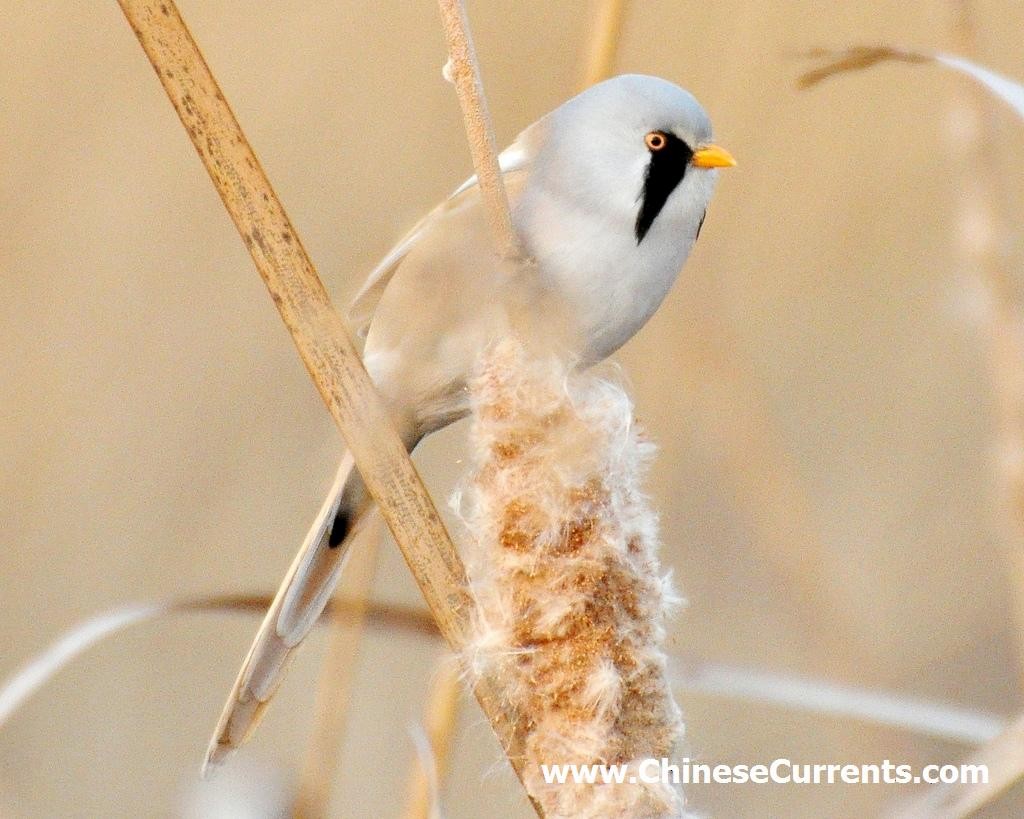 Bearded Reedling - ML119114991