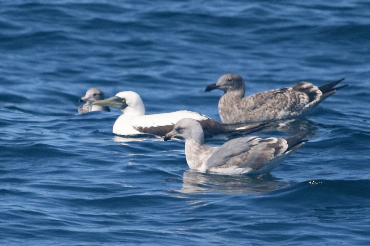 Masked Booby - Scott Olmstead