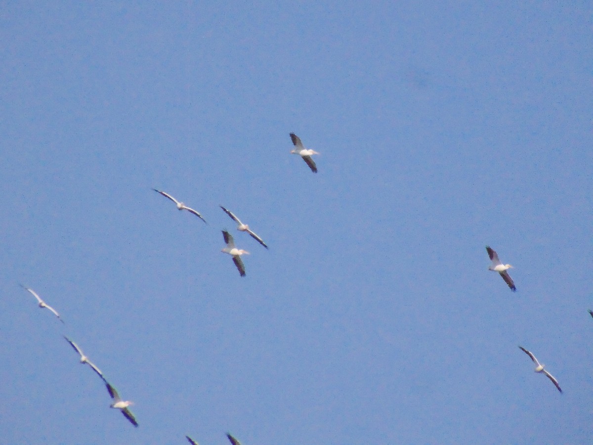 pelikán severoamerický - ML119116261