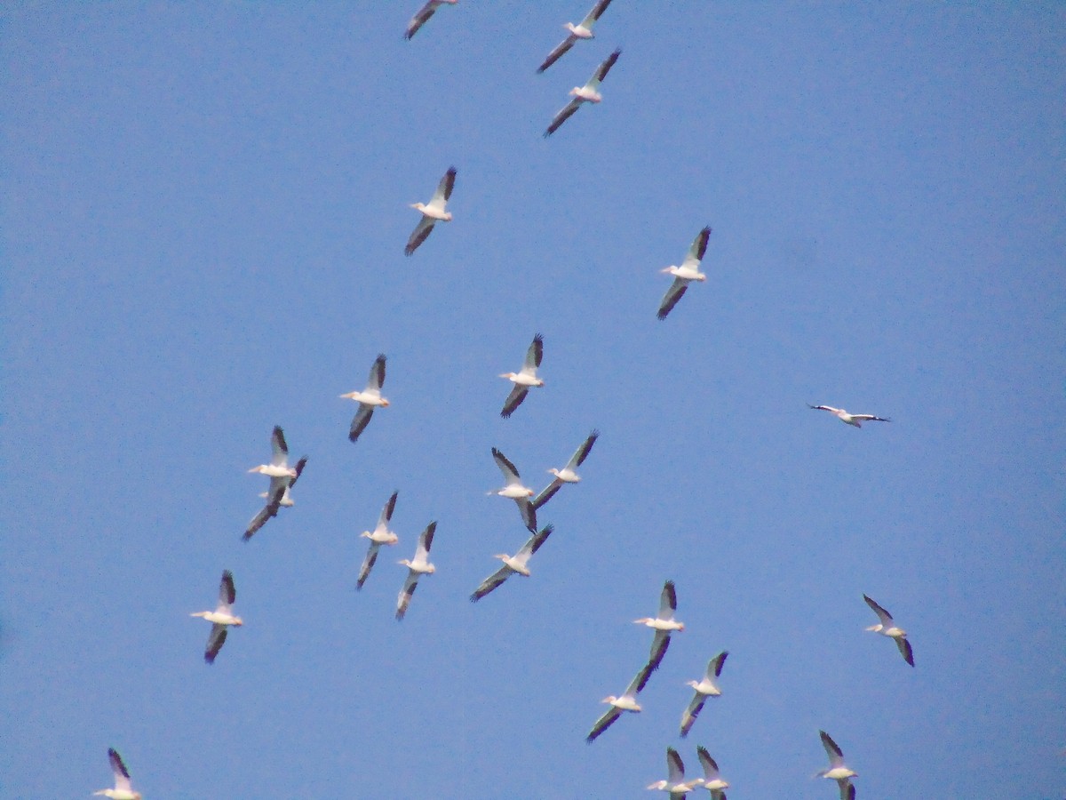 American White Pelican - ML119116431