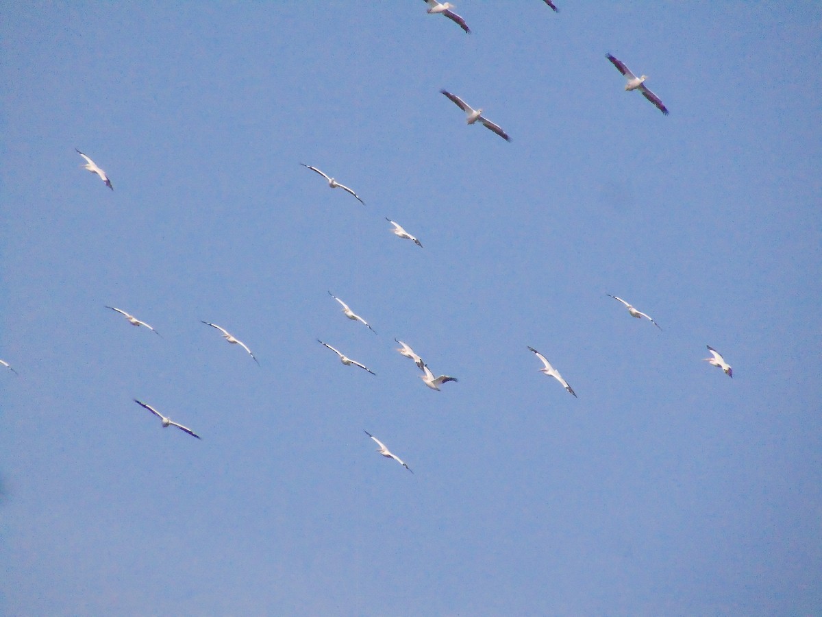 American White Pelican - ML119116441