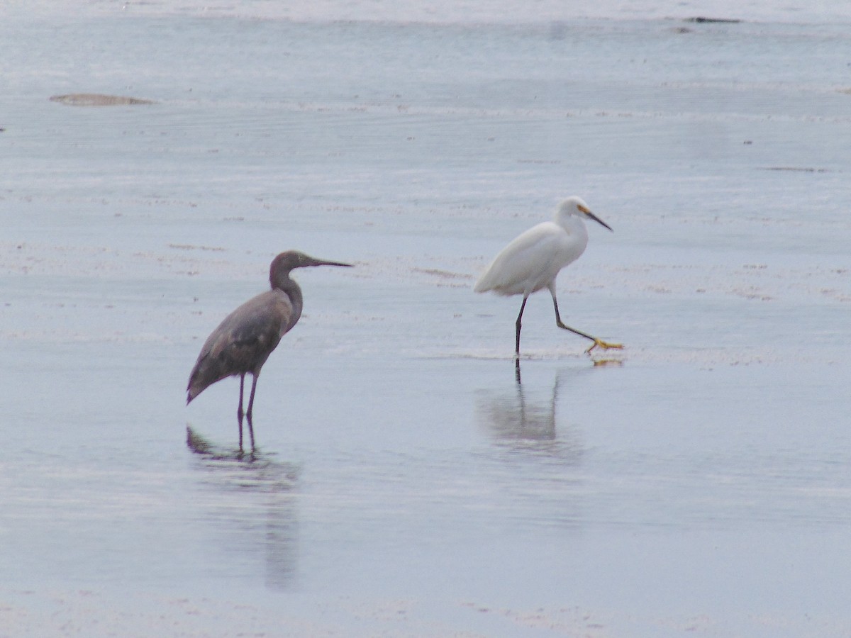 Snowy Egret - ML119116881