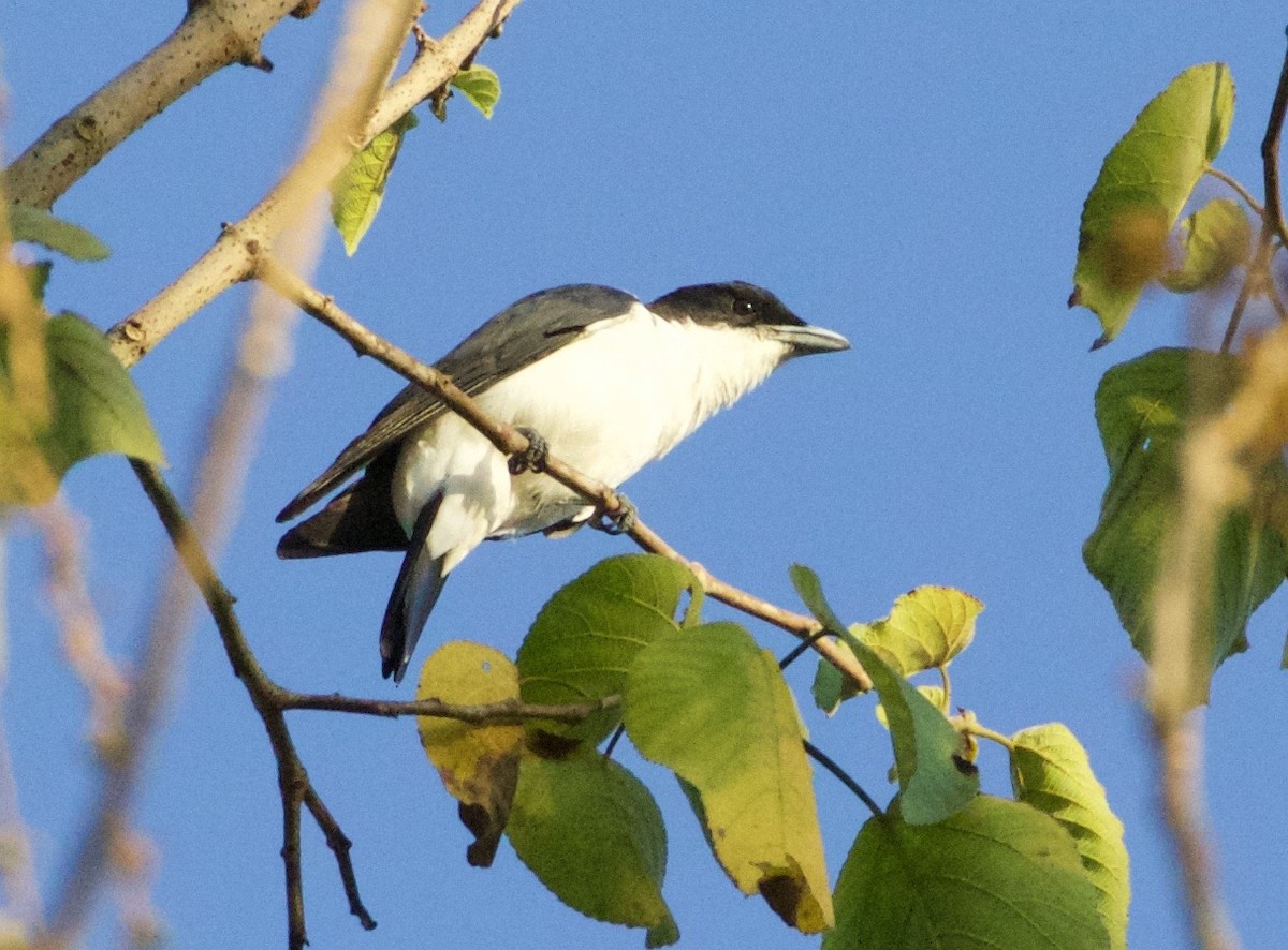 Pied Cuckooshrike - ML119116951