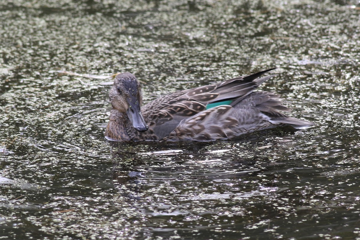 Green-winged Teal - Margaret Viens