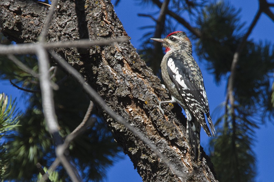 Red-naped Sapsucker - ML119118831