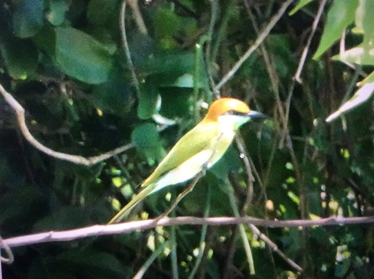 Asian Green Bee-eater - ML119120361