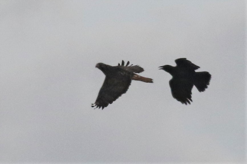 Red-tailed Hawk - ML119120491