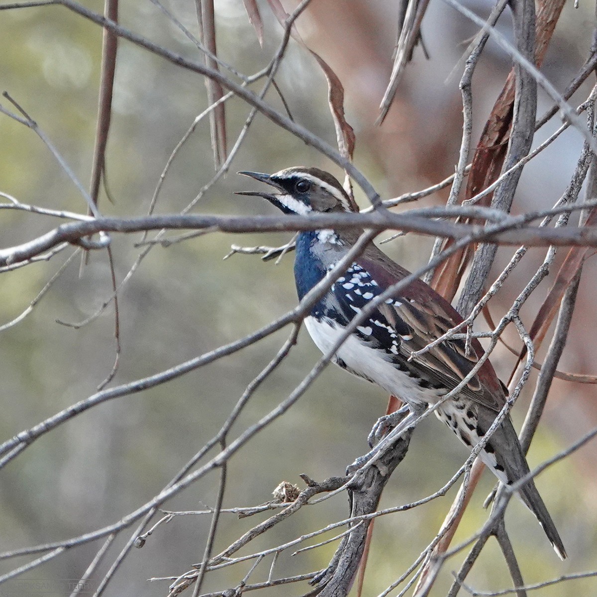 Chestnut Quail-thrush - ML119120521