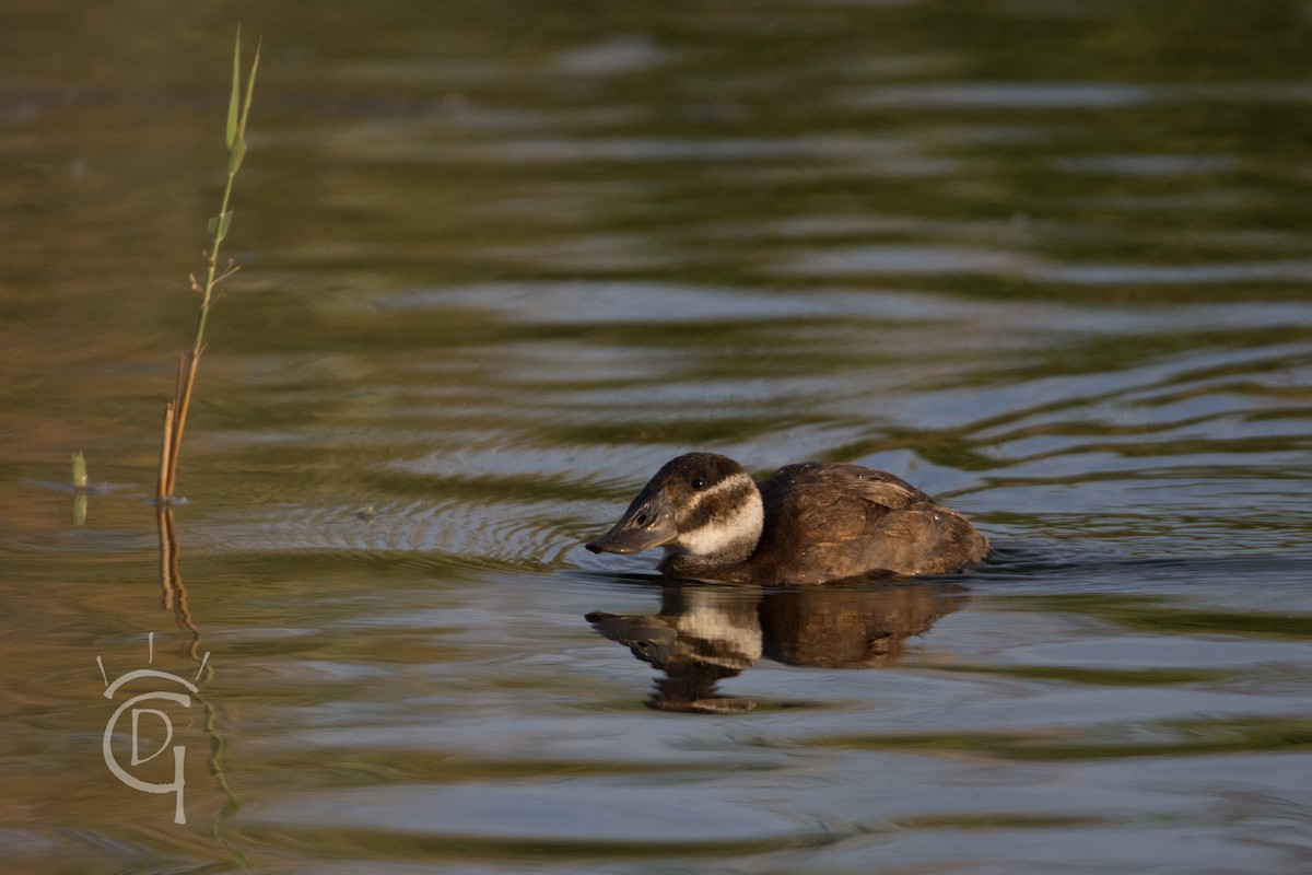 White-headed Duck - DIEGO GOMEZ CRISTOBAL