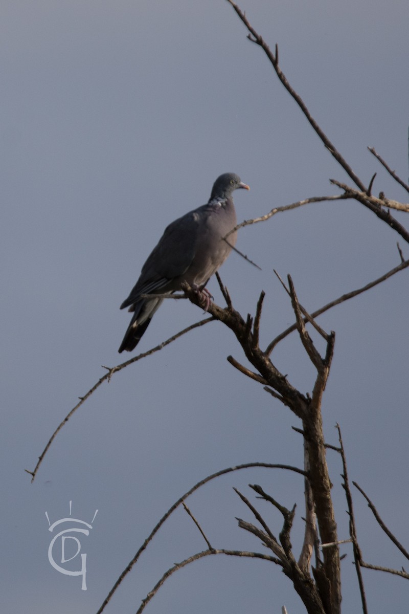 Common Wood-Pigeon - ML119121031