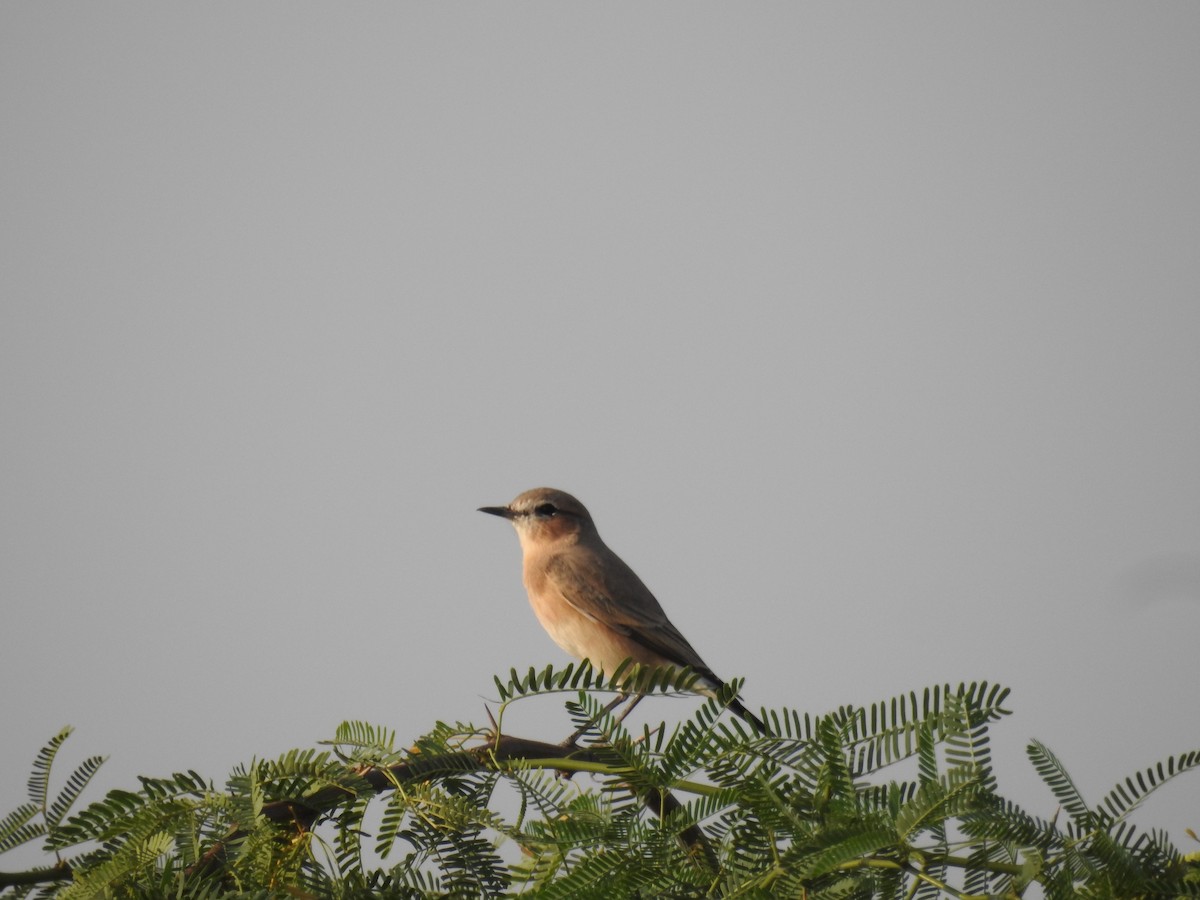 Isabelline Wheatear - ML119121041