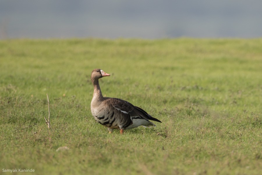 Greater White-fronted Goose - ML119121841