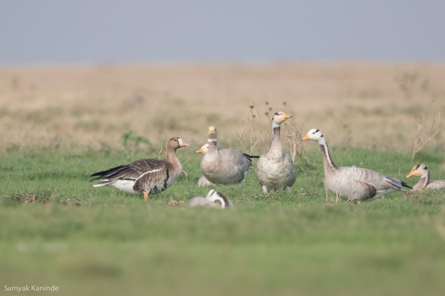Greater White-fronted Goose - ML119121851