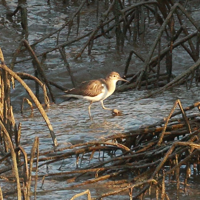 Common Sandpiper - Jaime Pires