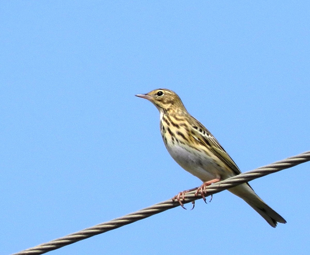 Tree Pipit - ML119123091