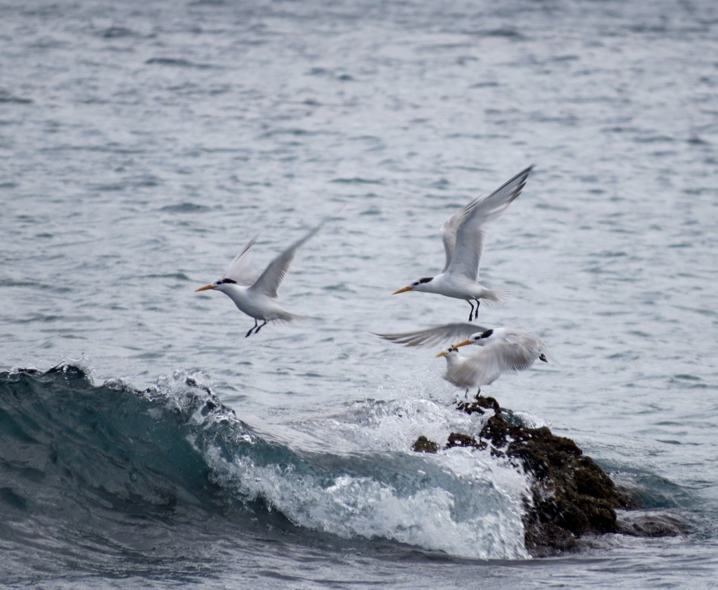 Lesser Crested Tern - Alexandre Justo Álvarez