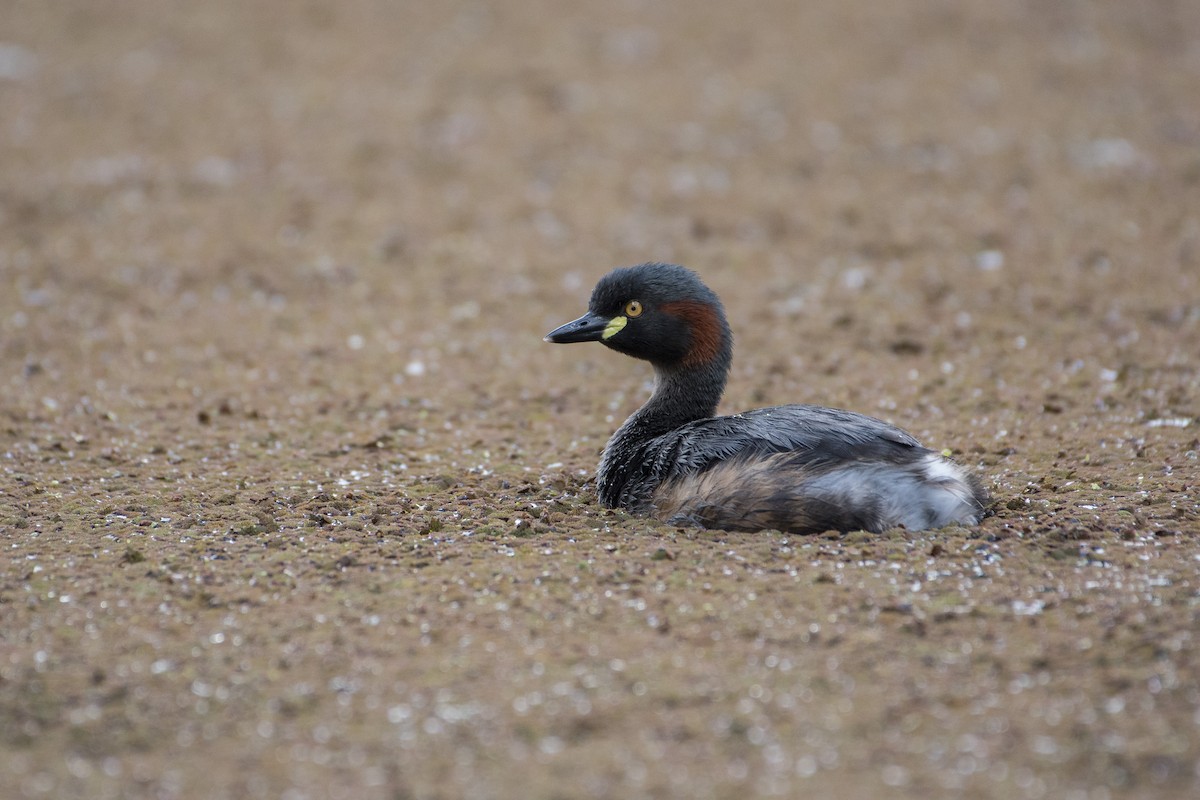 Australasian Grebe - ML119124661