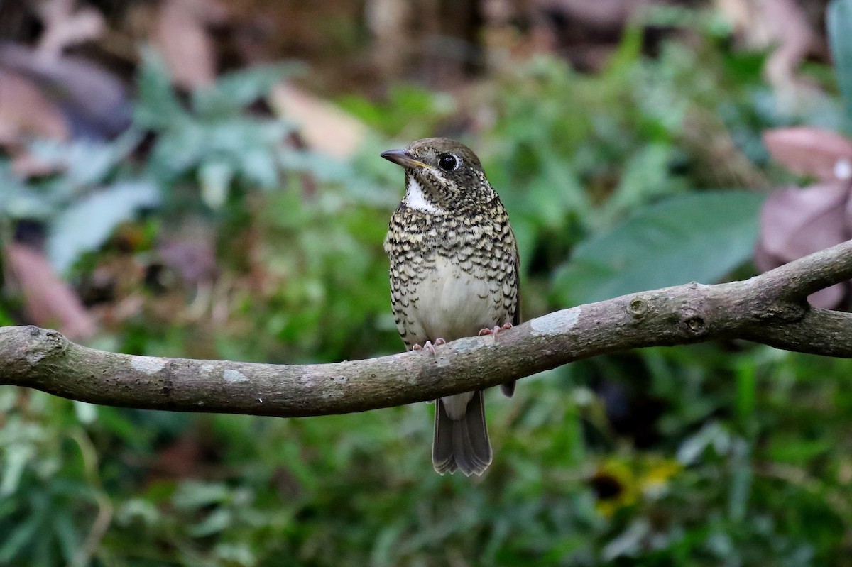 White-throated Rock-Thrush - ML119126891