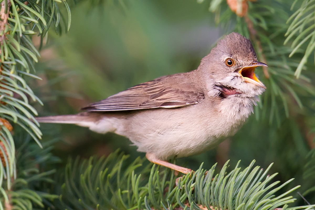 Greater Whitethroat - ML119126941