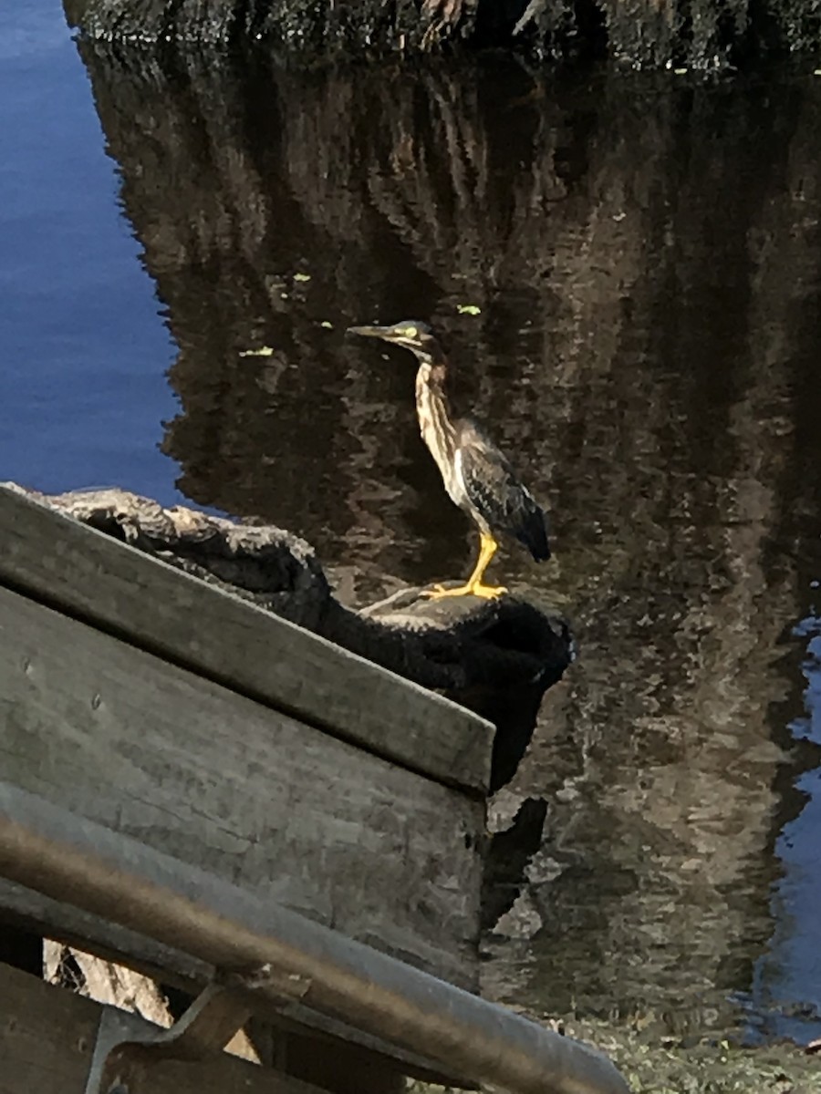 Green Heron - ML119127421