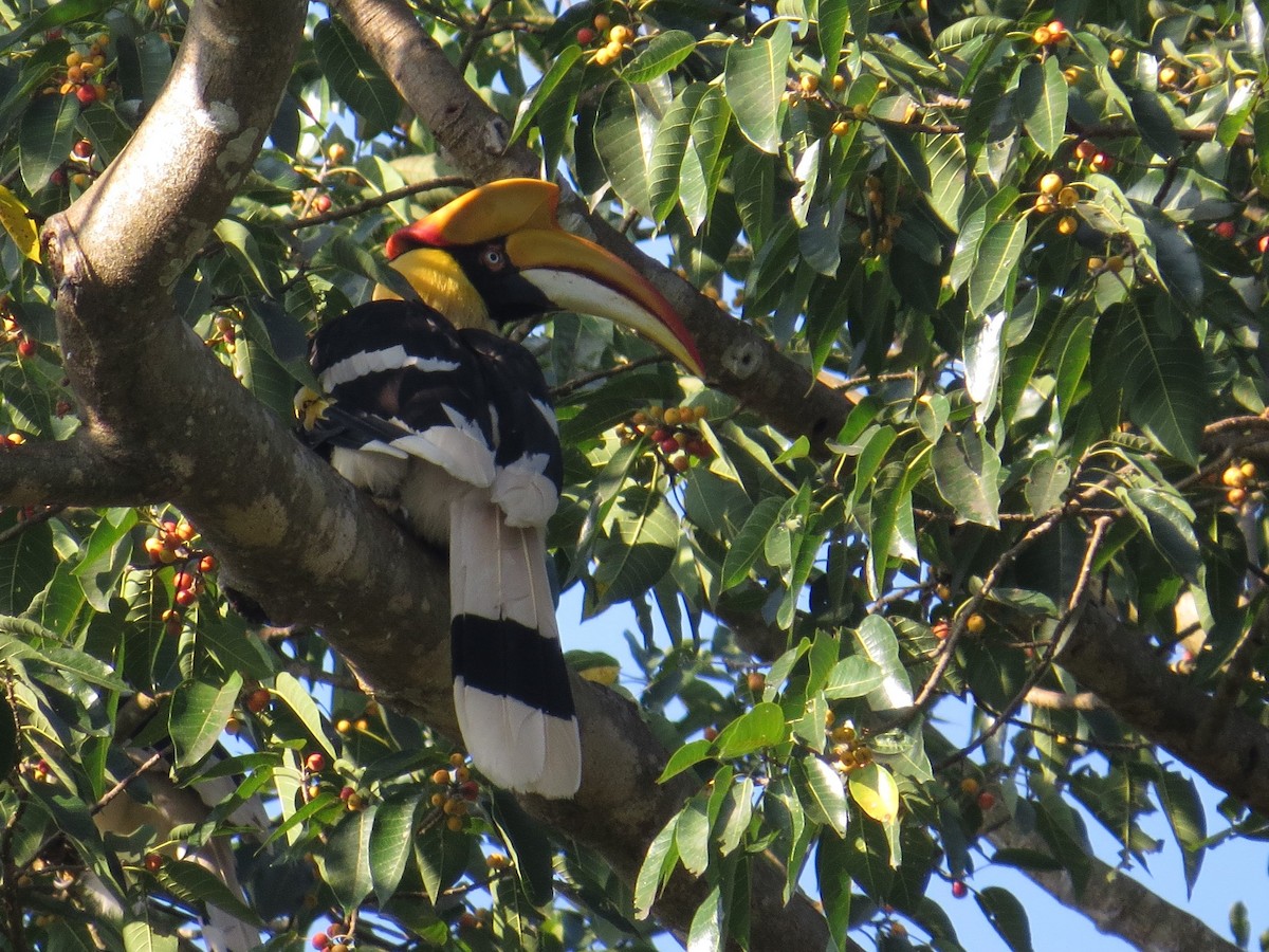 Great Hornbill - ML119128421