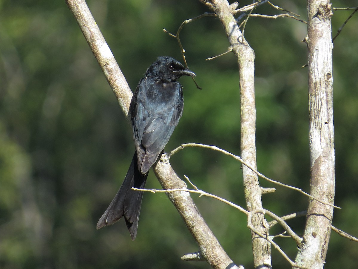 Black Drongo - George Inocencio