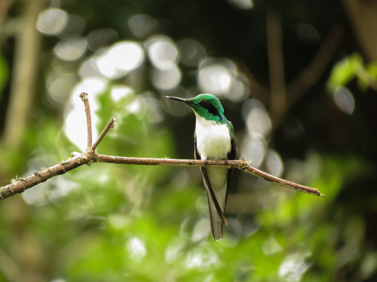 grønnkronealv - ML119128691