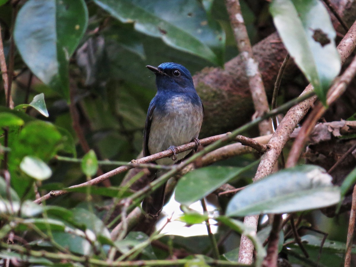 Hainan Blue Flycatcher - George Inocencio