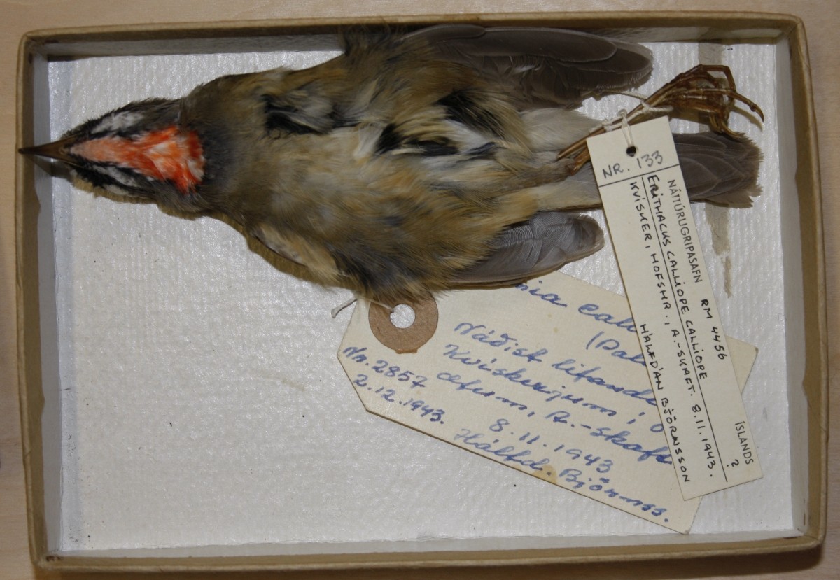 Siberian Rubythroat - ML119130231