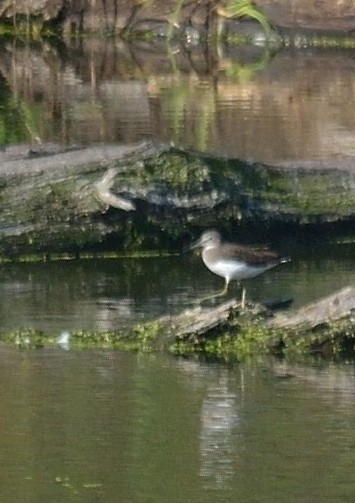 Green Sandpiper - Gordan Pomorišac