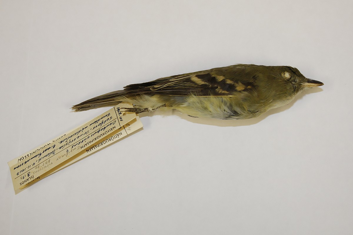 Acadian Flycatcher - ML119130621