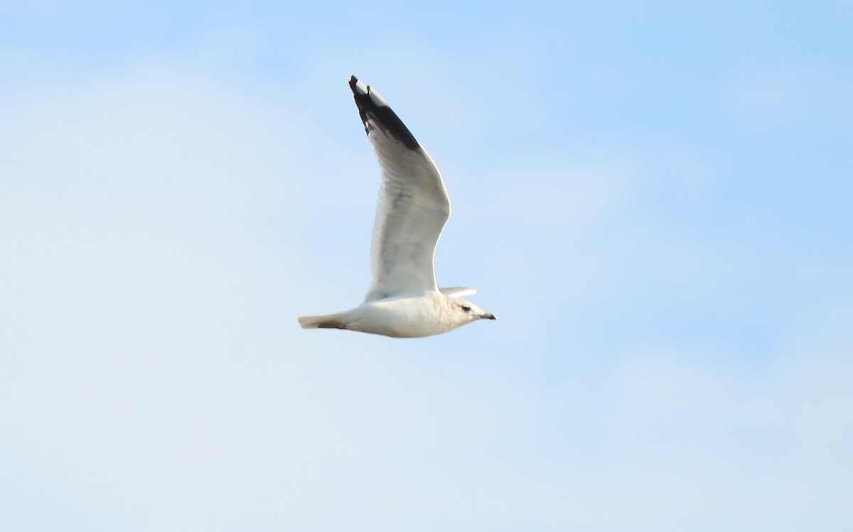 Common Gull - Letty Roedolf Groenenboom