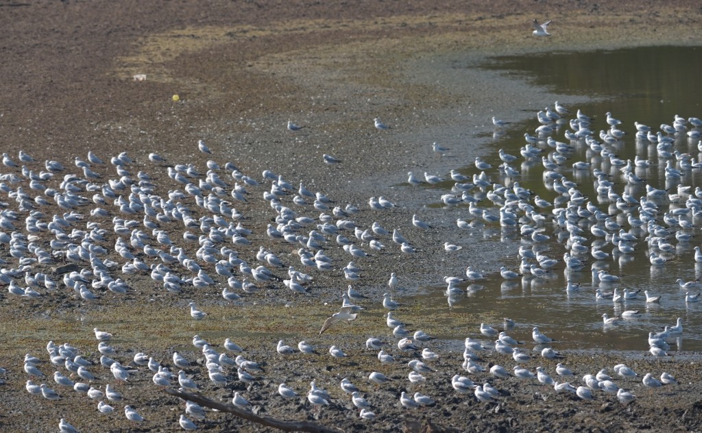 Mouette rieuse - ML119132711