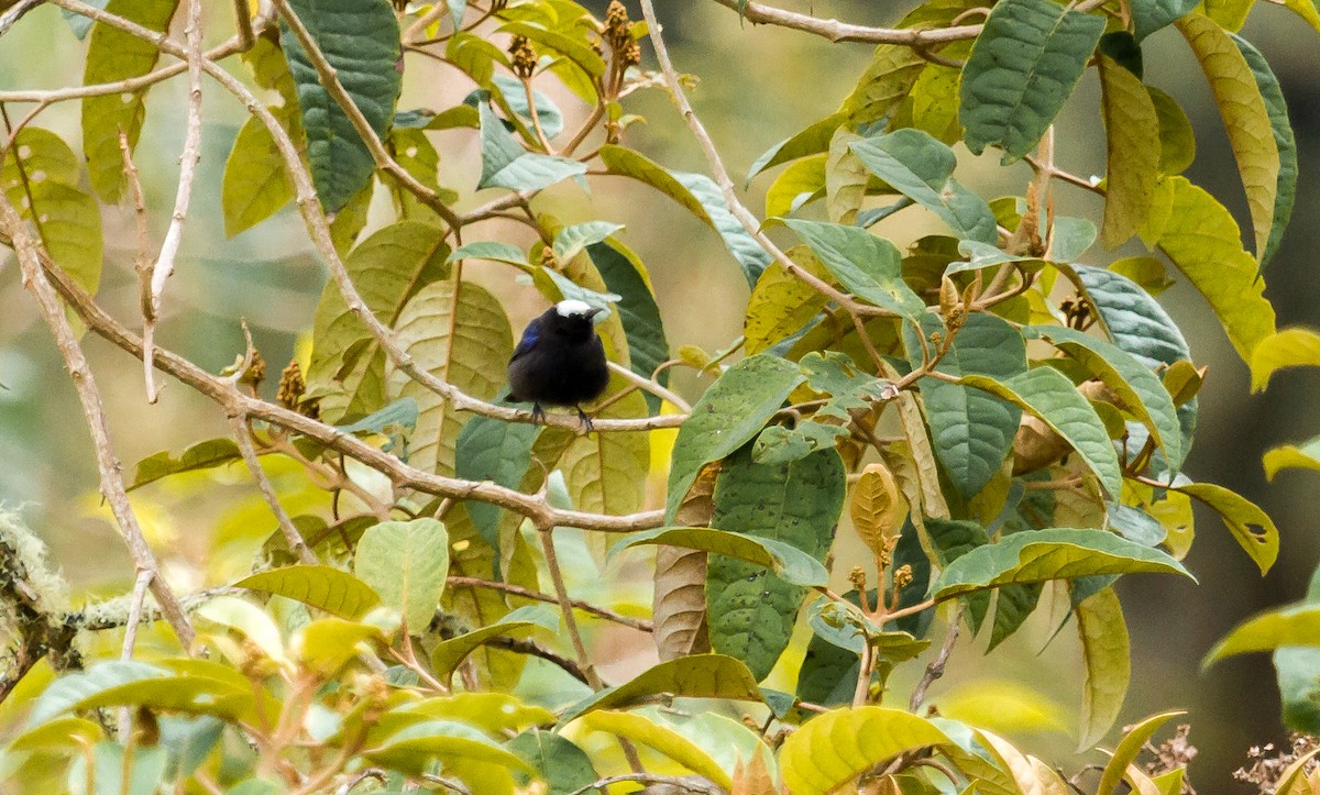 Capped Conebill - ML119132731