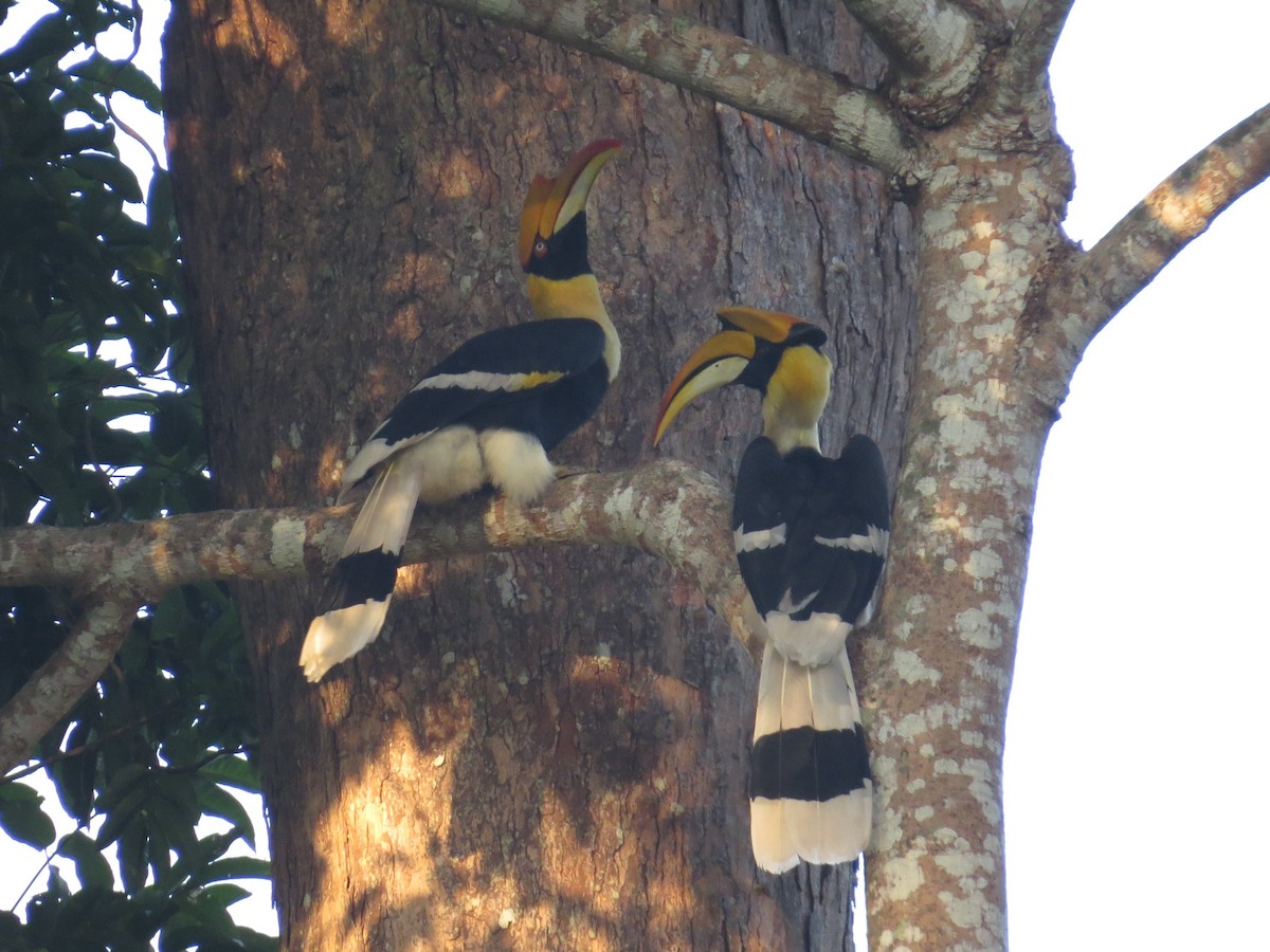 Great Hornbill - ML119132931