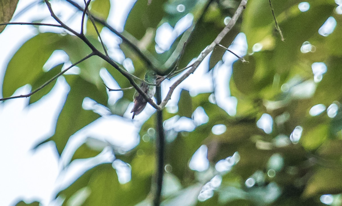 Blue-chested Hummingbird - ML119133121