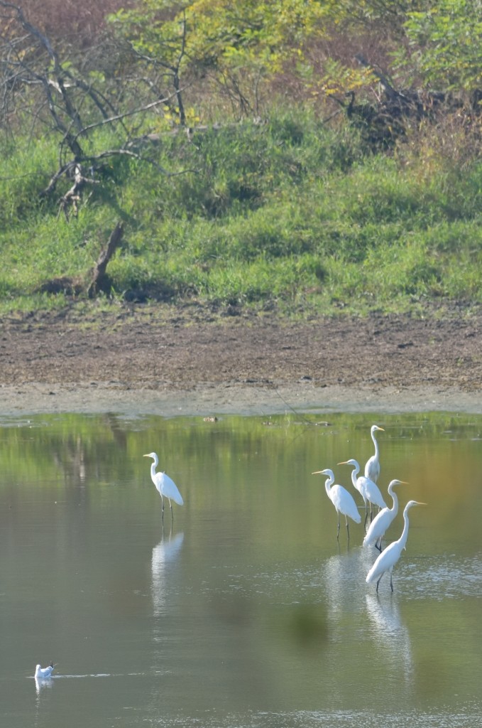 Great Egret - Gordan Pomorišac